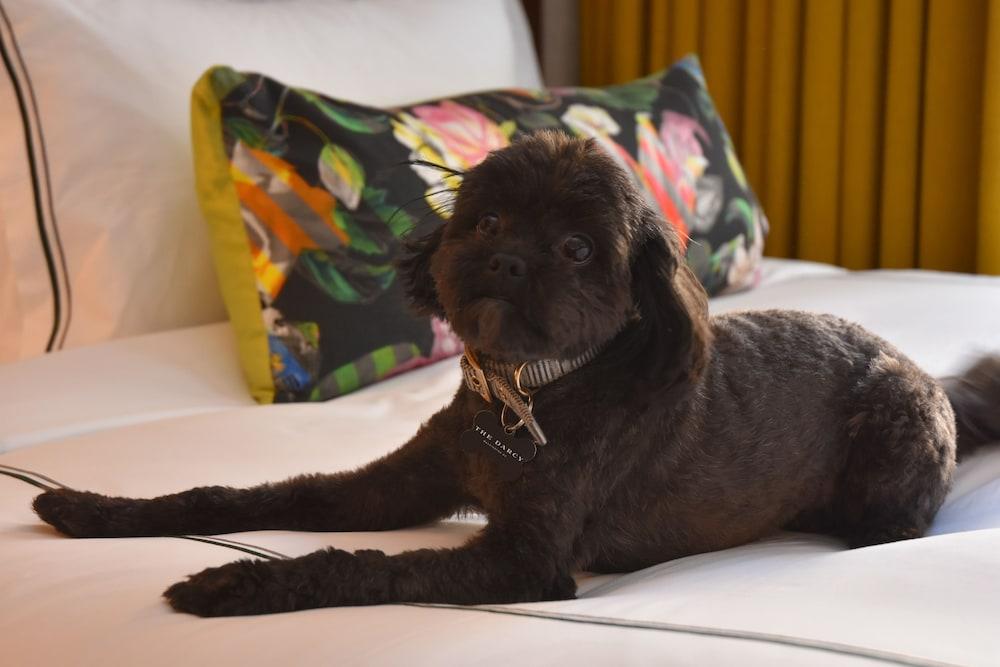 The Darcy Hotel, Dc 4*